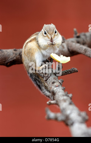 Siberian Scoiattolo striado (Tamias sibiricus) mangiare un pezzo di frutta nel suo involucro Foto Stock