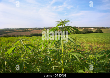 Pianta della canapa, cannabis sativa crescente come crop. Foto Stock