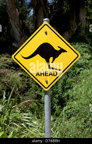 Canguro segno di avvertimento sulla strada in Australia Foto Stock