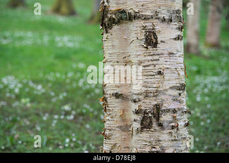 Betula. Silver birch di corteccia di albero Foto Stock