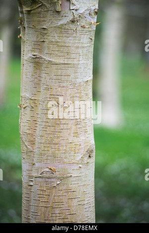 Betula. Silver birch di corteccia di albero Foto Stock