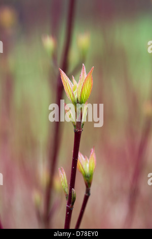 Cornus alba Sibirica. Red abbaiato sanguinello nuova crescita di foglia in primavera. Regno Unito Foto Stock
