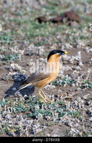 Brahminy starling,sturnia pagodarum,Madhya Pradesh, India Foto Stock