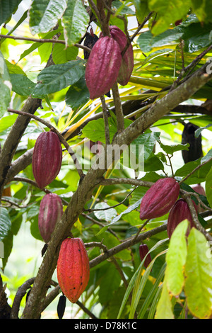 West Indies, isole Windward, Grenada, Acerbi viola e arancione di maturazione cacao Cialde crescente da un ramo di un albero del cacao. Foto Stock