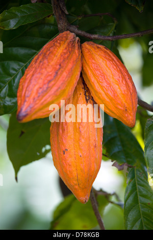 West Indies, isole Windward, Grenada, tre maturazioni arancione baccelli di cacao che cresce in un gruppo da un ramo di un albero del cacao. Foto Stock