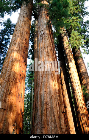 Tall, colonnare tronchi di Redwood, Sequoia sempervirens con robusto e corteccia rosso. Foto Stock