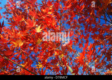 Rosso e arancio delle foglie di acero giapponese in autunno contro il cielo blu. Foto Stock
