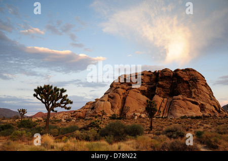 USA California Parco nazionale di Joshua Tree Joshua tree Yucca brevifolia accanto al masso roccioso a secco di paesaggio roccioso con Sun Foto Stock