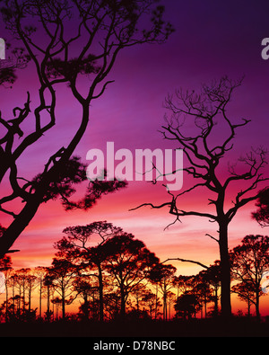 Slash Pini Pinus elliottii stagliano al tramonto San Giorgio Isola San George Island State Park Florida. Foto Stock