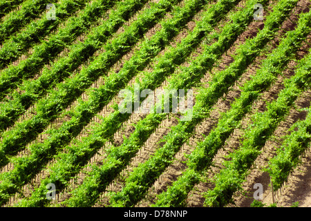 L'Italia, Toscana, Montalcino, Val d'Orcia vino Brunello vigna sulle pendici del hilltown. Colpo angolato di vite graticci. Foto Stock