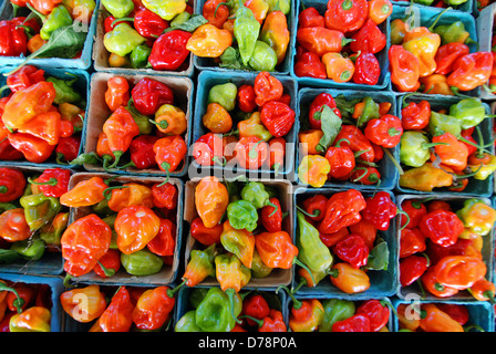 Stati Uniti d'America, New York, Rochester, cartoni di colorate di rosso, arancione, verde e giallo peperoncino piccante per la vendita al mercato pubblico. Foto Stock