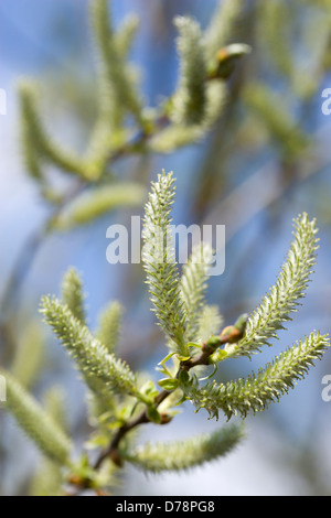 Inghilterra, Salix cultivar, Salice amenti su un albero in primavera. Foto Stock