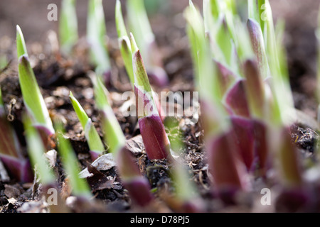 Hosta germogli emergente dal terreno in primavera in un giardino inglese. Foto Stock