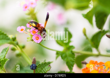 Red wasp. Korcula Croazia. Foto Stock