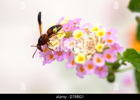 Red wasp. Korcula Croazia. Foto Stock