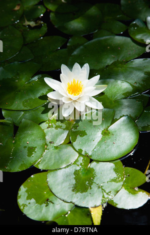 Singola bianco acqua giglio fiore giallo con centro in uno stagno circondato da verdi ninfee galleggianti sulla superficie dell'acqua. Foto Stock
