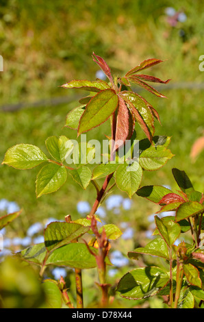 Una sana crescita nuova su un ibrido rosa tea bush nei primi giorni di sole e di primavera Foto Stock