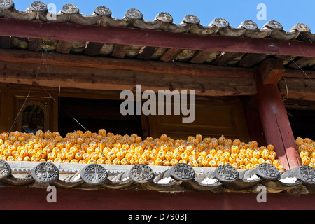 La Cina, nella provincia dello Yunnan, Lijiang, villaggio Yuhu, pannocchie di essiccazione al sole, sotto il tetto di un edificio rustico. Foto Stock