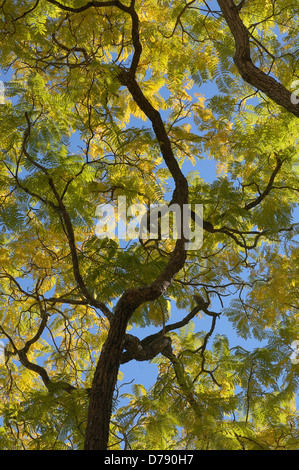 Australia, cercando attraverso albero canopy di rami e foglie feathery verso il cielo blu. Foto Stock