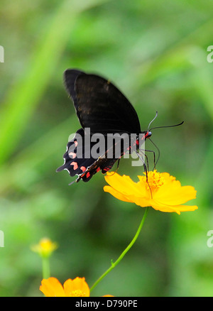 Messico, Jalisco, Puerto Vallarta, nero e rosso farfalla sulla orange Coreopsis fiore con ali di sfocatura di movimento. Foto Stock