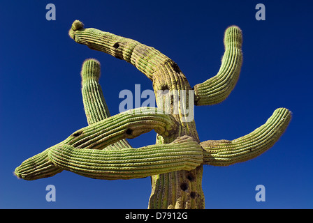 Stati Uniti d'America, Arizona, Tucson, Chiesa della Missione di San Xavier del Bac, Cactus pianta con twisted, mishapen rami contro il cielo blu. Foto Stock