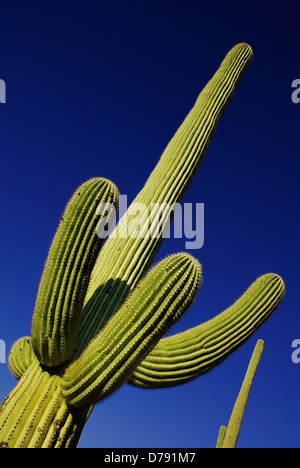 Stati Uniti d'America, Arizona, Parco nazionale del Saguaro, increspato rami del Saguaro giganti cactus, Carnegiea gigantea, contro il cielo blu. Foto Stock