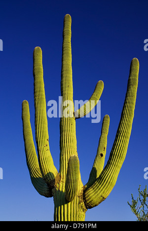 Stati Uniti d'America, Arizona, Parco nazionale del Saguaro, increspato rami del Saguaro giganti cactus, Carnegiea gigantea, contro il cielo blu. Foto Stock