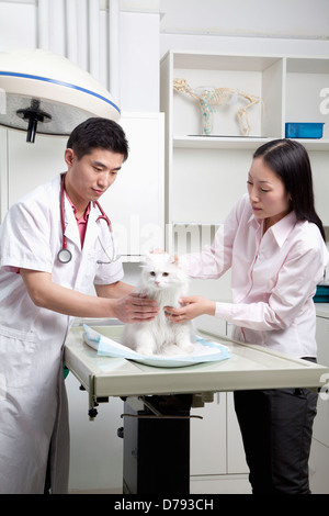 Donna con cane in veterinario dell'ufficio Foto Stock