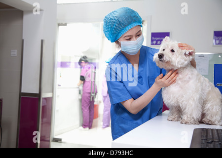 Veterinario con cane Foto Stock