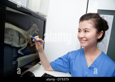 Veterinario guardando animale di raggi x Foto Stock