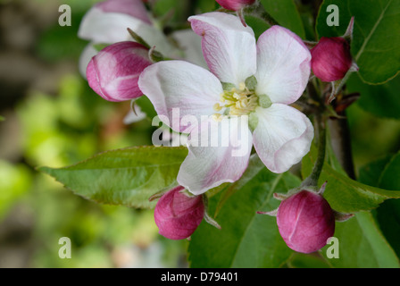 Dettaglio dei fiori di Apple Foto Stock
