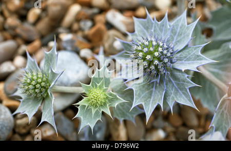 Mare holly, Eryngium maritimum. Le teste dei fiori circondata da brattee spinose compensate con bianco argentea vene. Foto Stock