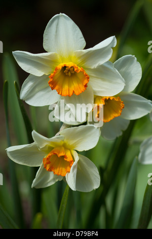 Arancione e bianco Jonquil Narciso Daffodil fiori Foto Stock