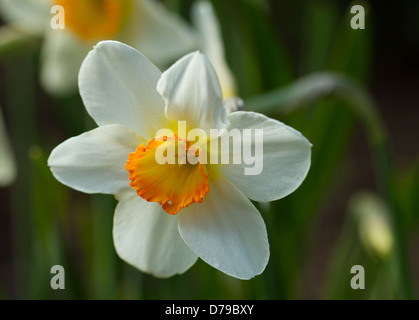 Arancione e bianco Jonquil Narciso Daffodil fiori Foto Stock