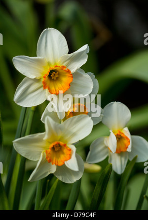 Arancione e bianco Jonquil Narciso Daffodil fiori Foto Stock