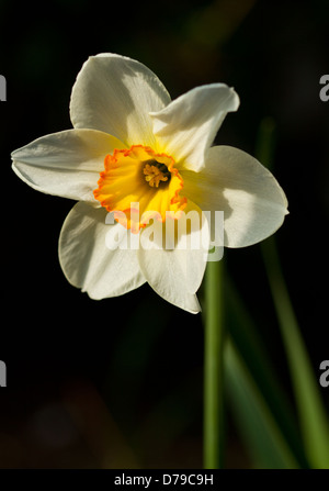 Uno arancione e bianco Narciso Jonquil Daffodil fiore Foto Stock