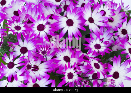 Magenta Senetti BiColor, fiori colorati. Foto Stock