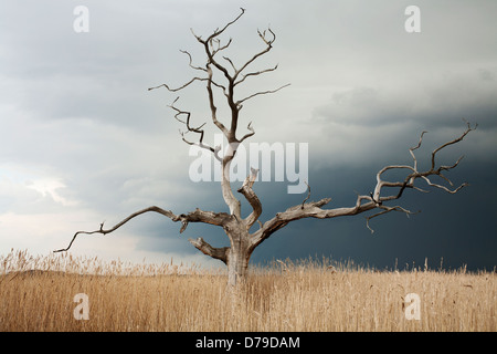 Dead Elm Tree, Ulmus procera, in piedi contro il grigio, cielo molto nuvoloso in area aperta di canne. Foto Stock