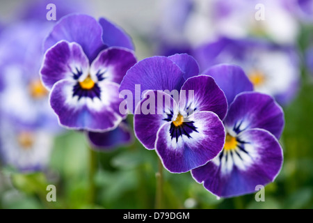 F1 Viola blu Delft. Tre fiori con blu e petali di colore bianco e giallo al centro. Foto Stock