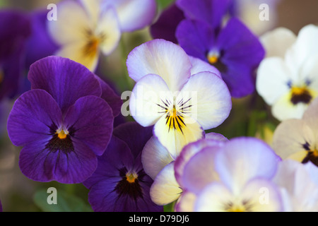 Viola e bianco dei fiori di Pansy, Viola 'Sorbet Ocean Breeze', crescere all'aperto in un giardino. Foto Stock