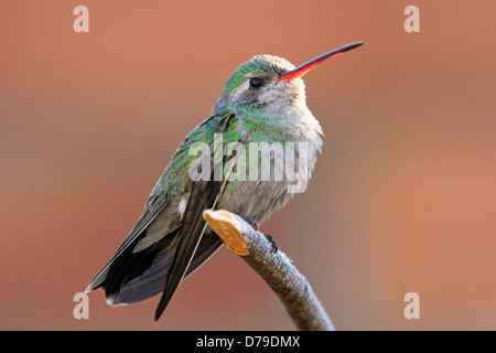 Ampia-tailed hummingbird femmina (Selasphorus platycercus) Foto Stock