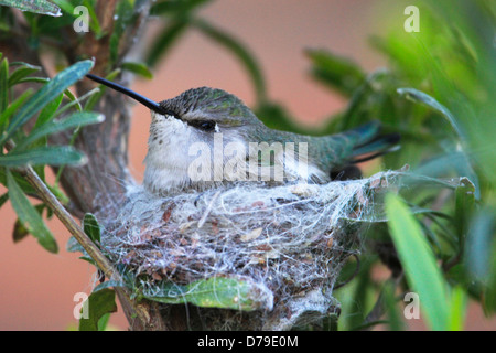 Costa's Hummingbird su un nido (Calypte costae) Foto Stock