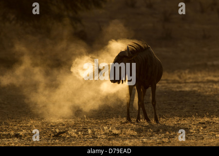 Blue gnu in polvere con luce dorata, kgalagadi parco transfrontaliero Foto Stock