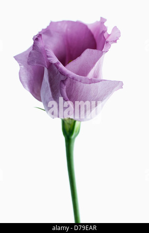 Eustoma cultivar, singolo fiore, parte aperto con spiegatura petali viola. Foto Stock