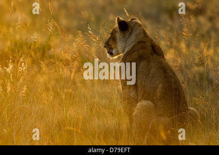 Giovane leone nella luce dorata, Zimbabwe Foto Stock