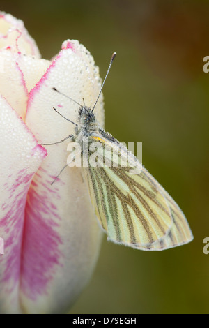 Verde bianco venato butterfly, Sarcococca napi, su Tulipa Affaire tulip petalo bordato in rosa e sparse con gocce di rugiada. Foto Stock