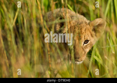 Lion cub stalking in erba lunga in Zimbabwe Foto Stock