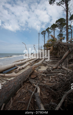 Una sezione spiaggia di Cape San Blas, Florida, Stati Uniti d'America che ha molti alberi caduti dalle tempeste precedente. Foto Stock