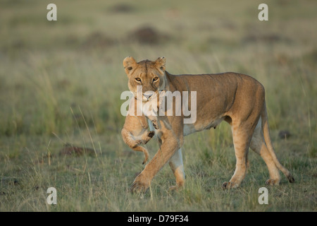 Leonessa portando cub nel Masai Mara Foto Stock