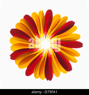 Gerbera jamesonii "Optima' e Gerbera Jamesonii "Ruby Red'. Rosso e petali di colore arancione da due Gerbera Jamesonii combinati Foto Stock